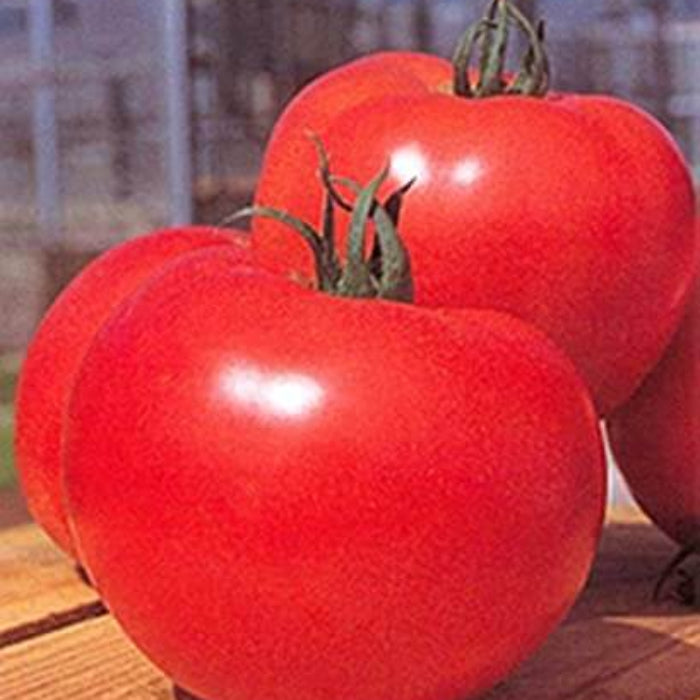 Momotaro Tomato Seeds - Vegetable Plant