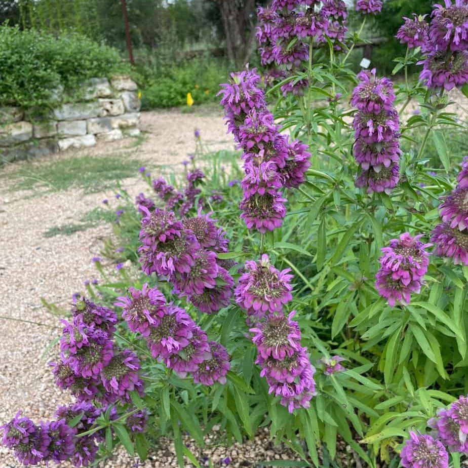 Monarda Citriodora Seeds - Heirloom Flower Plant for Home Gardens