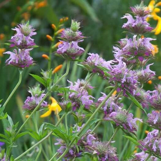 Monarda Citriodora Seeds - Heirloom Flower Plant for Home Gardens