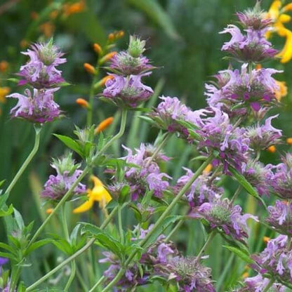 Monarda Citriodora Seeds - Heirloom Flower Plant for Home Gardens