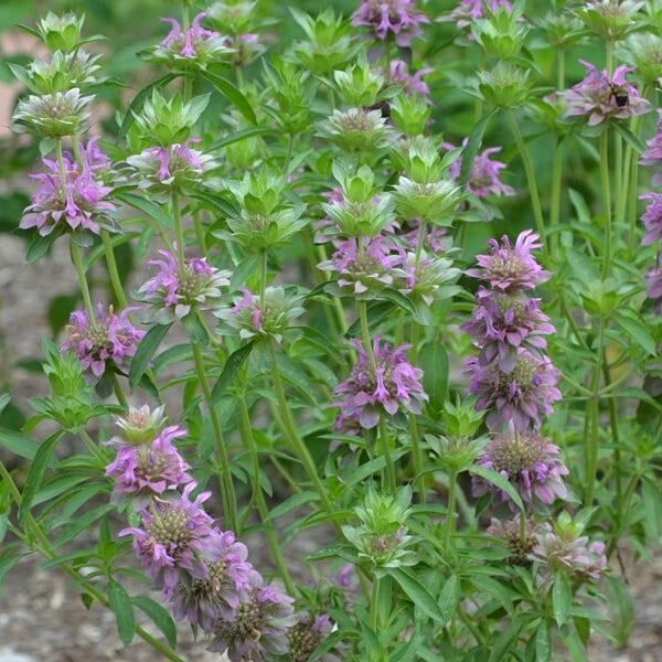 Monarda Citriodora Seeds - Heirloom Flower Plant for Home Gardens