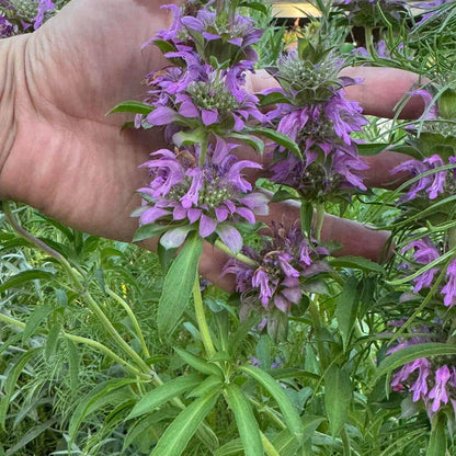 Monarda Citriodora Seeds - Heirloom Flower Plant for Home Gardens