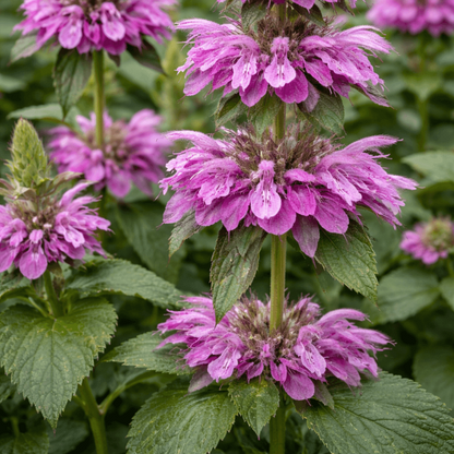 Monarda Lambada Seeds - Heirloom Flower Plant for Home Gardens