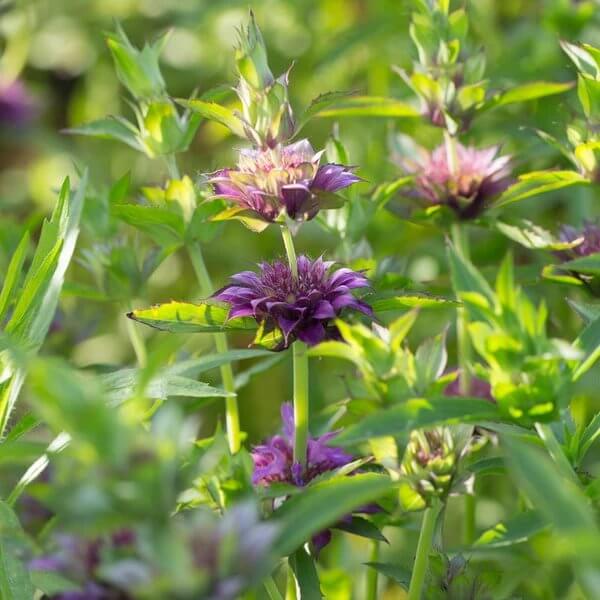 Monarda Lambada Seeds - Heirloom Flower Plant for Home Gardens