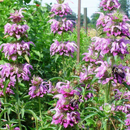 Monarda Lambada Seeds - Heirloom Flower Plant for Home Gardens