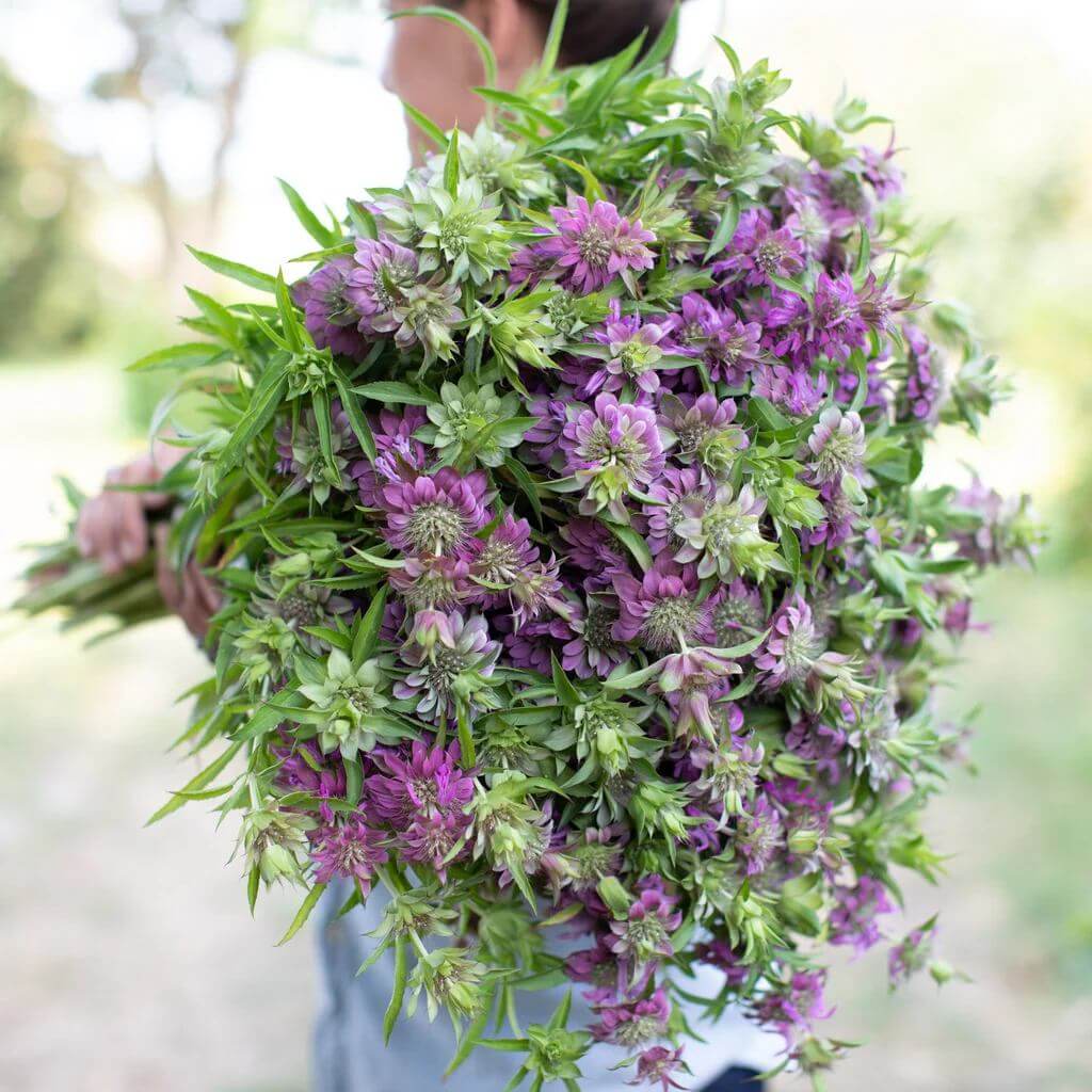 Monarda Lambada Seeds - Heirloom Flower Plant for Home Gardens