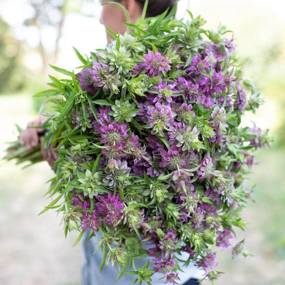 Monarda Lambada Seeds - Heirloom Flower Plant for Home Gardens