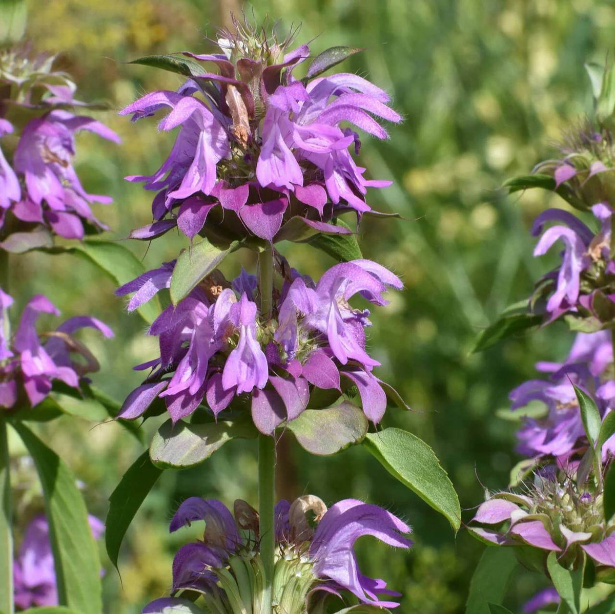 Monarda Lambada Seeds - Heirloom Flower Plant for Home Gardens