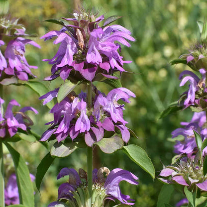 Monarda Lambada Seeds - Heirloom Flower Plant for Home Gardens
