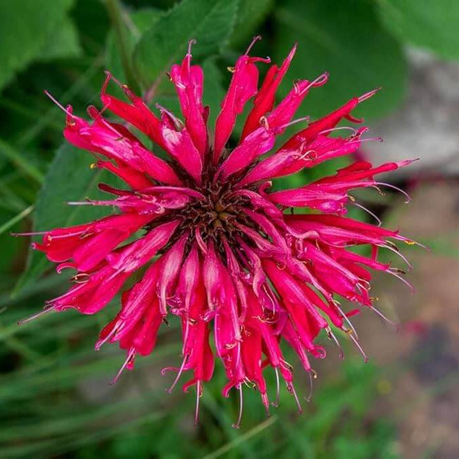 Monarda didyma Seeds - Herbal Plant