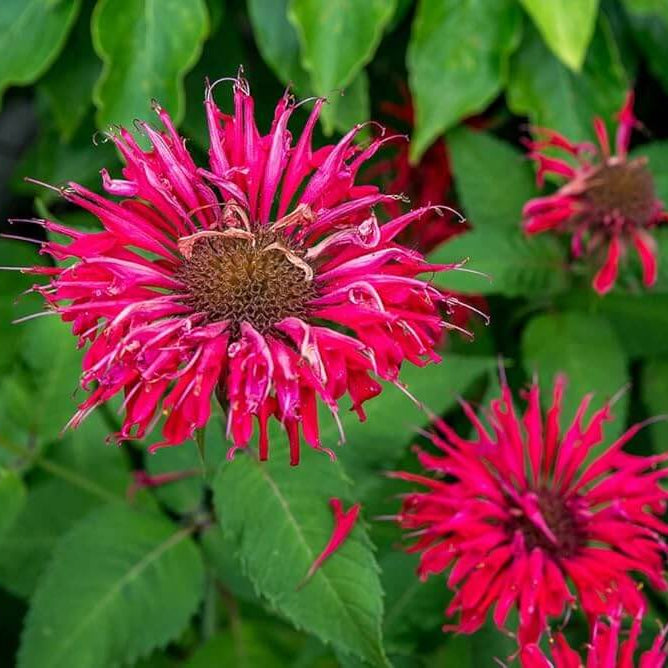 Monarda didyma Seeds - Herbal Plant