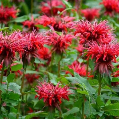 Monarda didyma Seeds - Herbal Plant