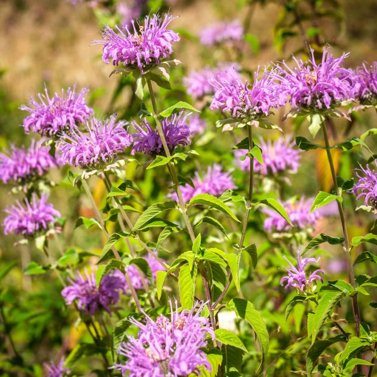 Monarda fistulosa Seeds - Herbal Plant