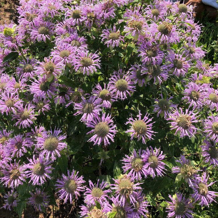 Monarda fistulosa Seeds - Herbal Plant