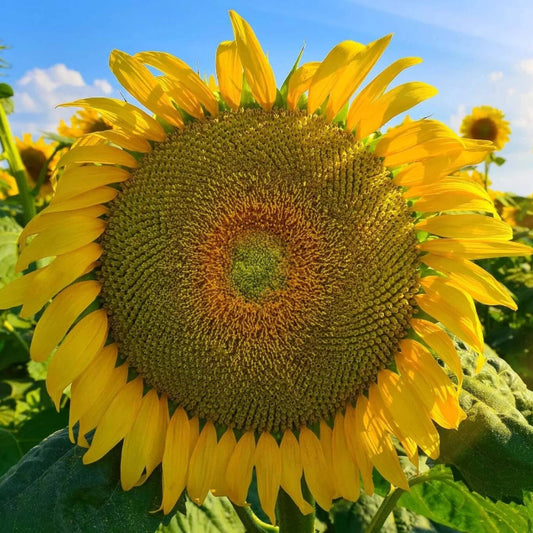 Mongolian Giant Sunflower Seeds 