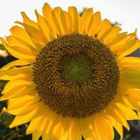 Mongolian Giant Sunflower Seeds 