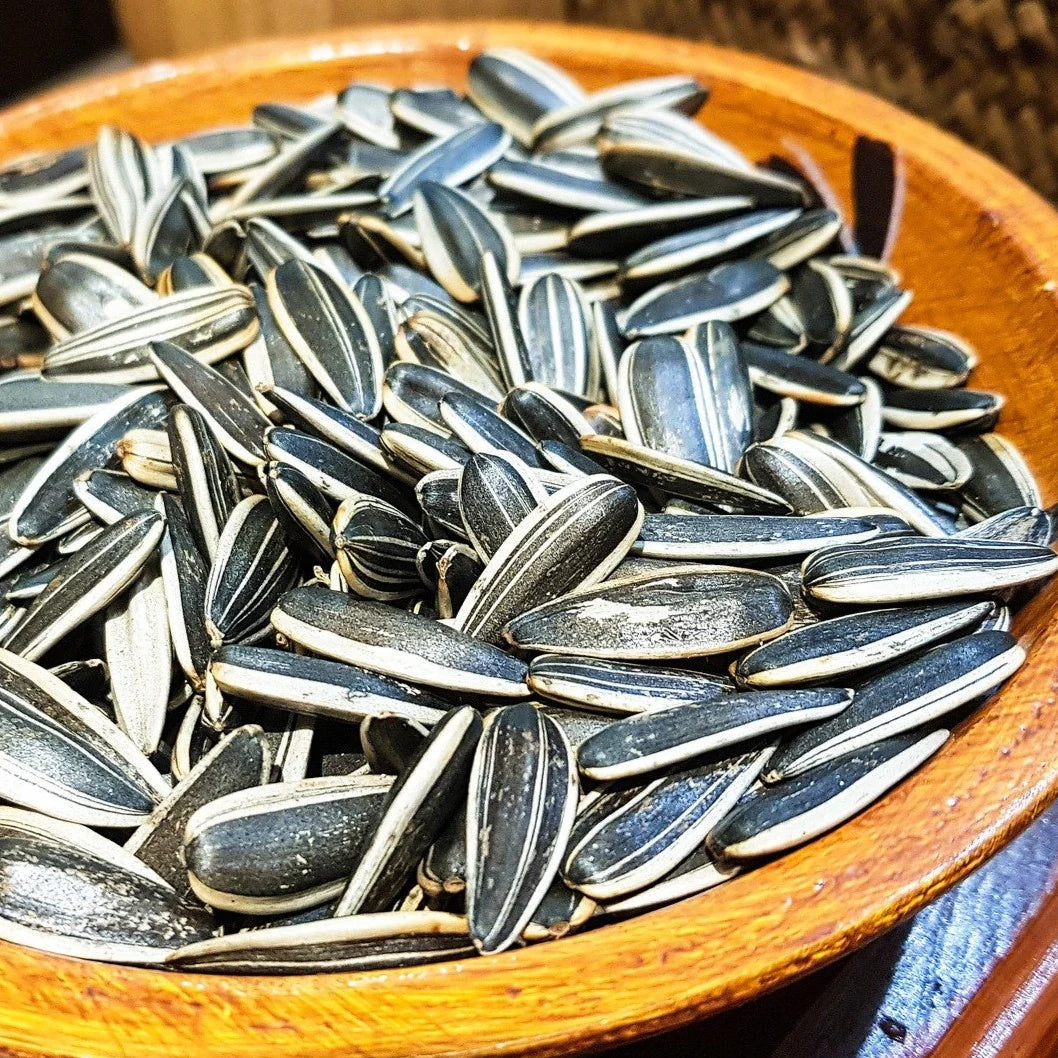 Mongolian Giant Sunflower Seeds 