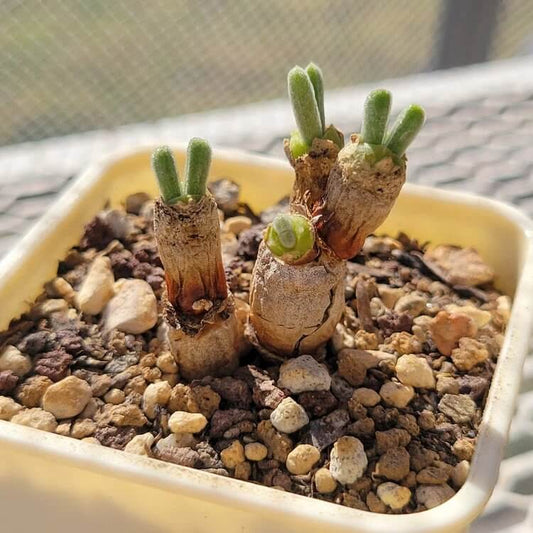 Monilaria Seeds - Succulent Plant for Home Gardens