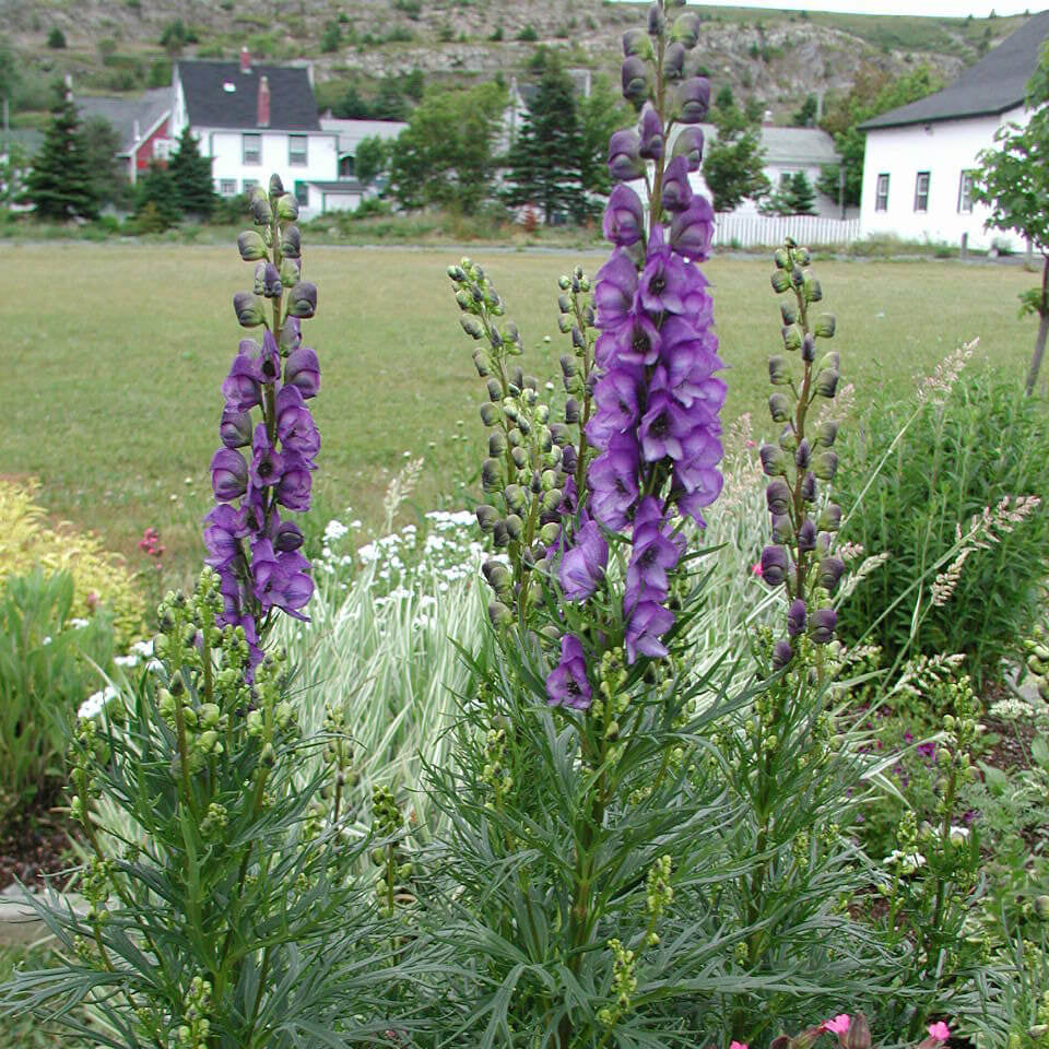 Monk's Hood Seeds - Heirloom Flower Plant for Home Gardens