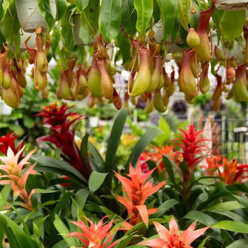 Monkey Cups Seeds 