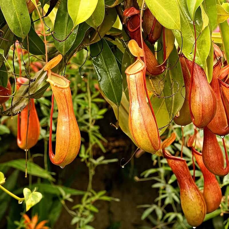 Monkey Cups Seeds 