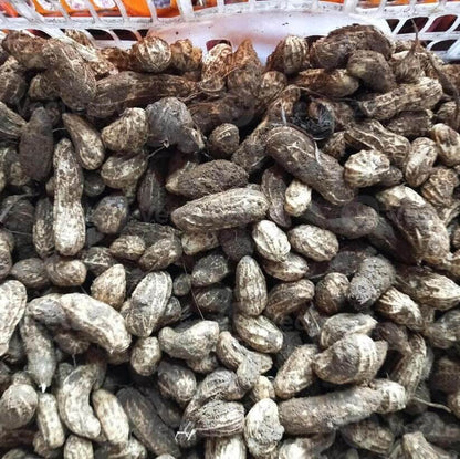 Monkey Nut Seeds