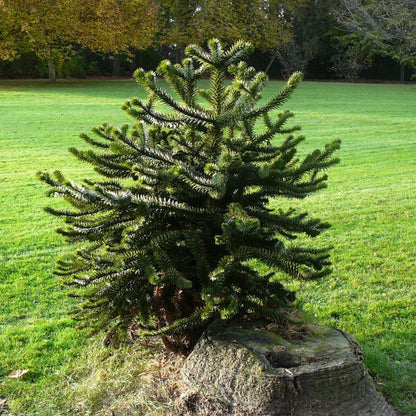 Monkey Puzzle Araucaria Araucana Seeds