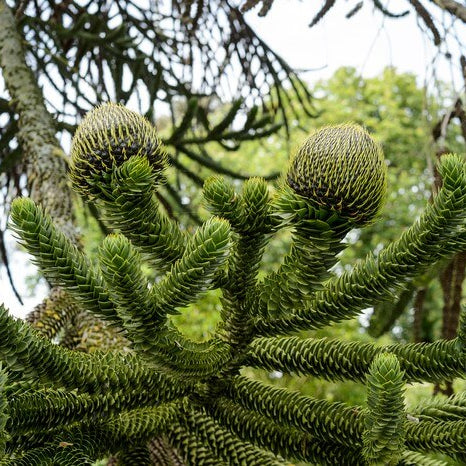 Monkey Puzzle Araucaria Araucana Seeds