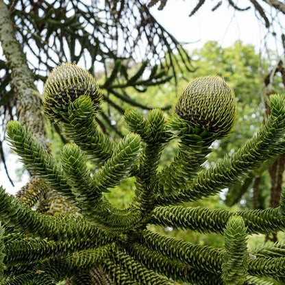Monkey Puzzle Araucaria Araucana Seeds