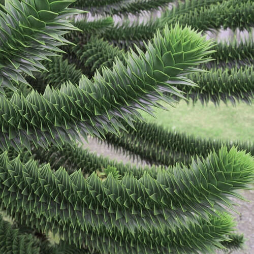 Monkey Puzzle Araucaria Araucana Seeds