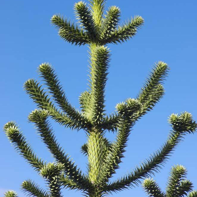 Monkey Puzzle Araucaria Araucana Seeds