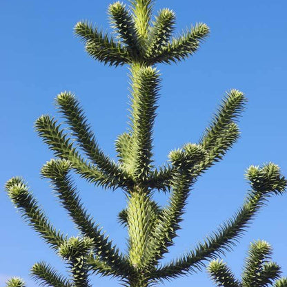 Monkey Puzzle Araucaria Araucana Seeds