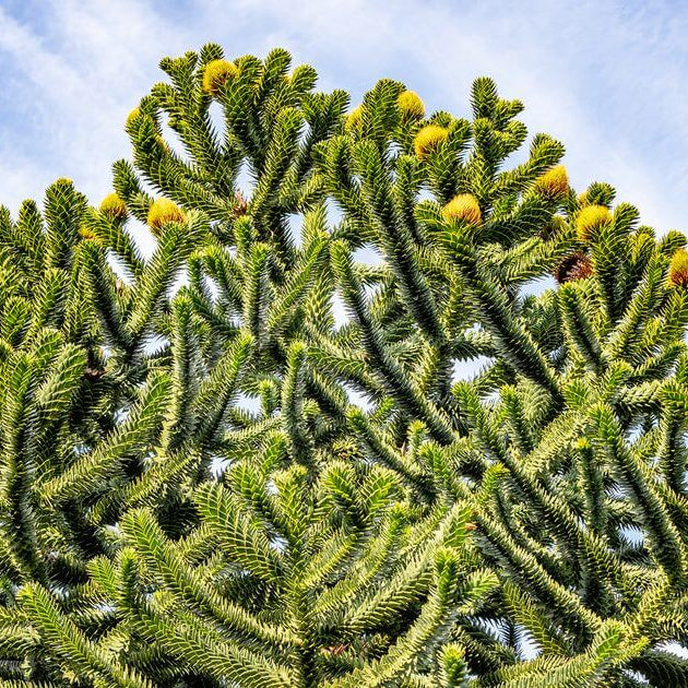 Monkey Puzzle Araucaria Araucana Seeds