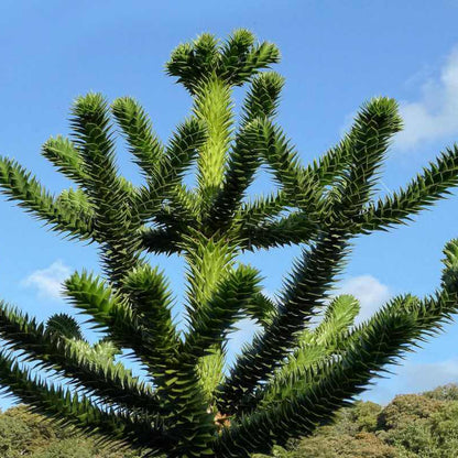 Monkey Puzzle Araucaria Araucana Seeds