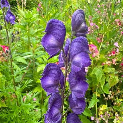 Monkshood Seeds - Flower Plant