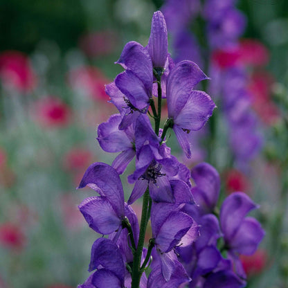 Monkshood Seeds - Flower Plant
