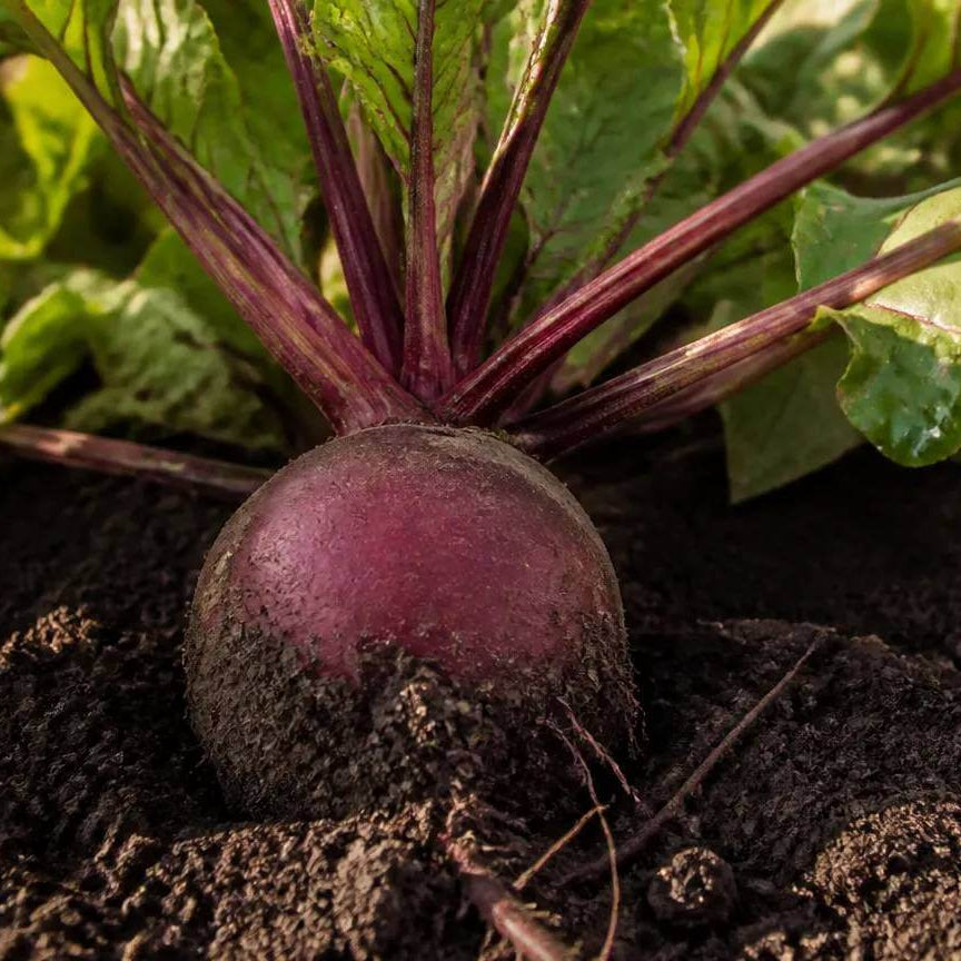 Monogerm Beet Seeds - Heirloom Vegetable Plant for Home Gardens