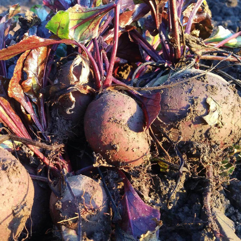 Monogerm Beet Seeds - Heirloom Vegetable Plant for Home Gardens