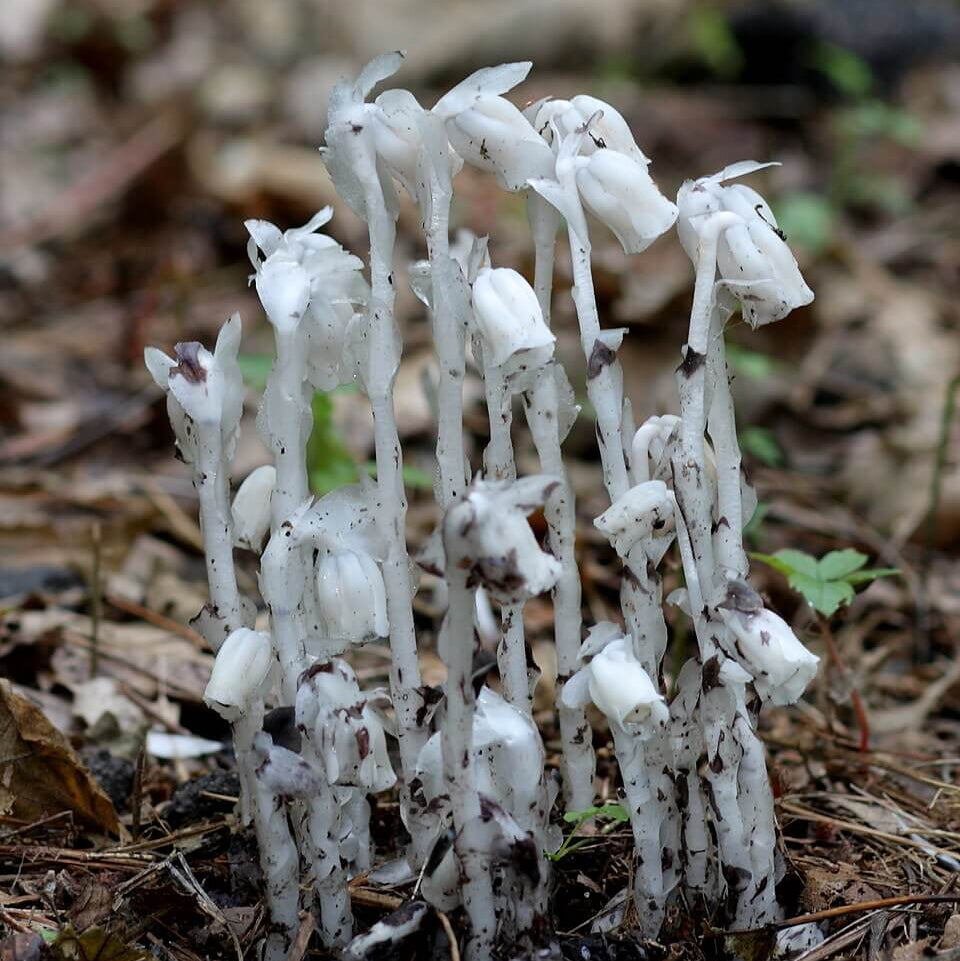 Monotropa Uniflora Indian Pipe Cheilotheca Humilis Seeds 