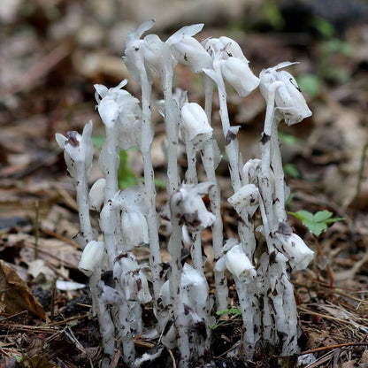 Monotropa Uniflora Indian Pipe Cheilotheca Humilis Seeds 