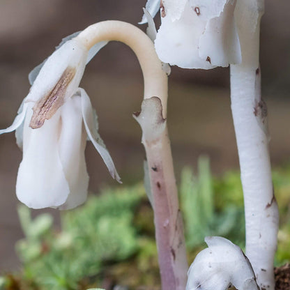 Monotropa Uniflora Indian Pipe Cheilotheca Humilis Seeds 