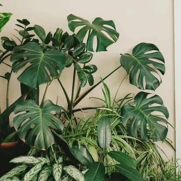 Monstera Adansonii Seeds