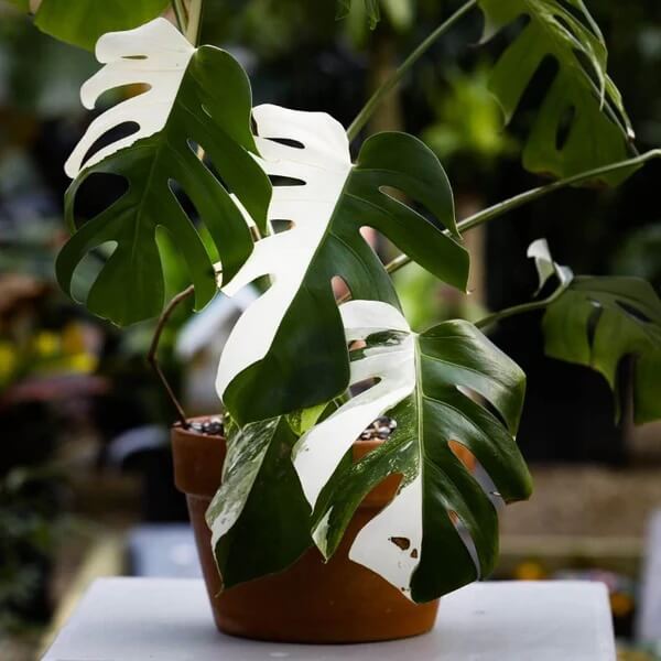 Monstera Albo Borsigiana seeds - Flower Plant
