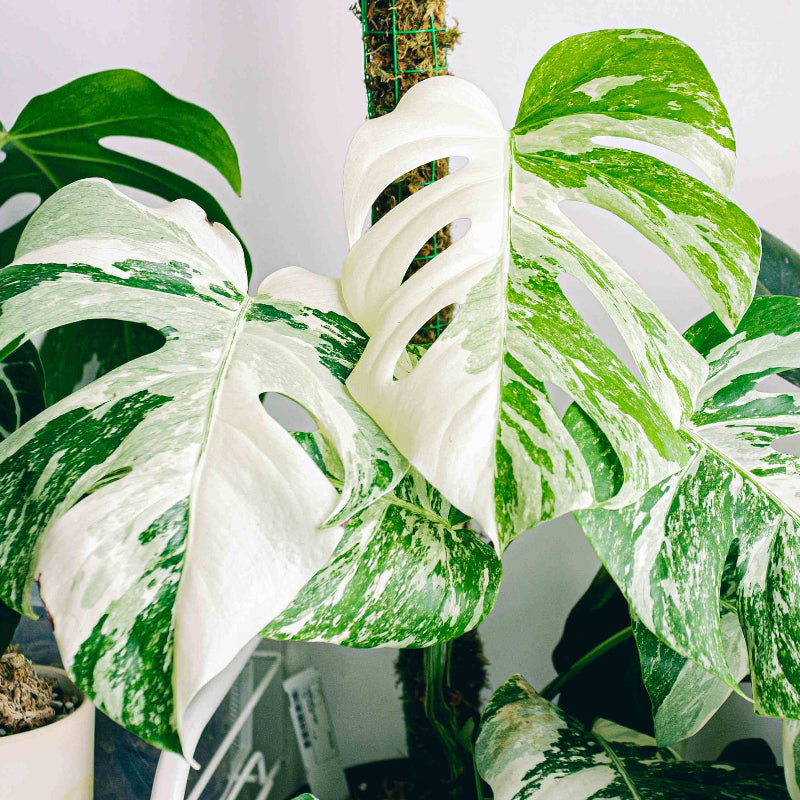 Monstera Albo Seeds - Ornamental Plant for Home Gardens