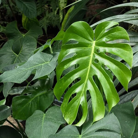 Monstera Deliciosa Seeds