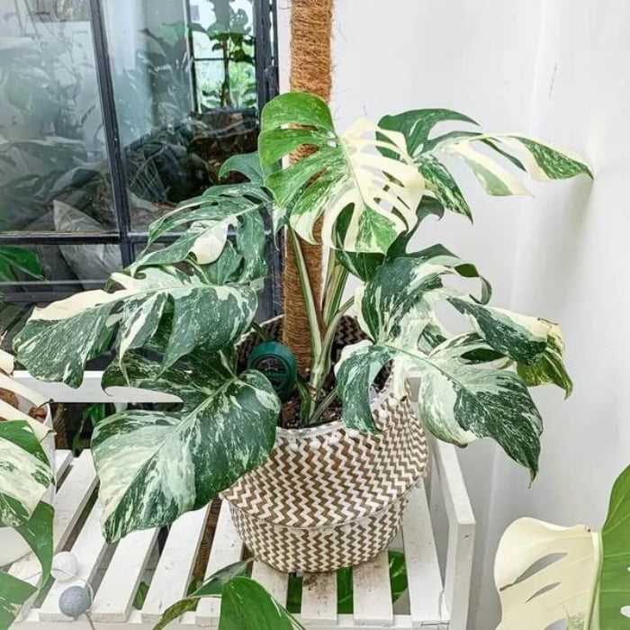 Monstera Mint seeds - Flower Plant