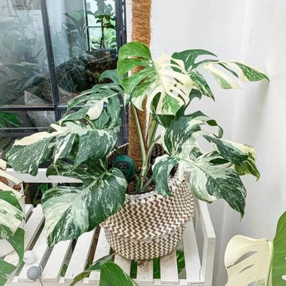 Monstera Mint seeds - Flower Plant