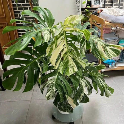 Monstera Mint seeds - Flower Plant