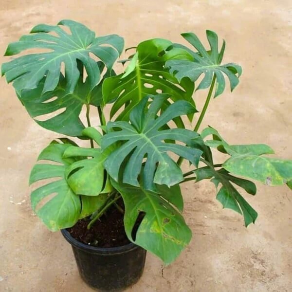 Monstera Seeds