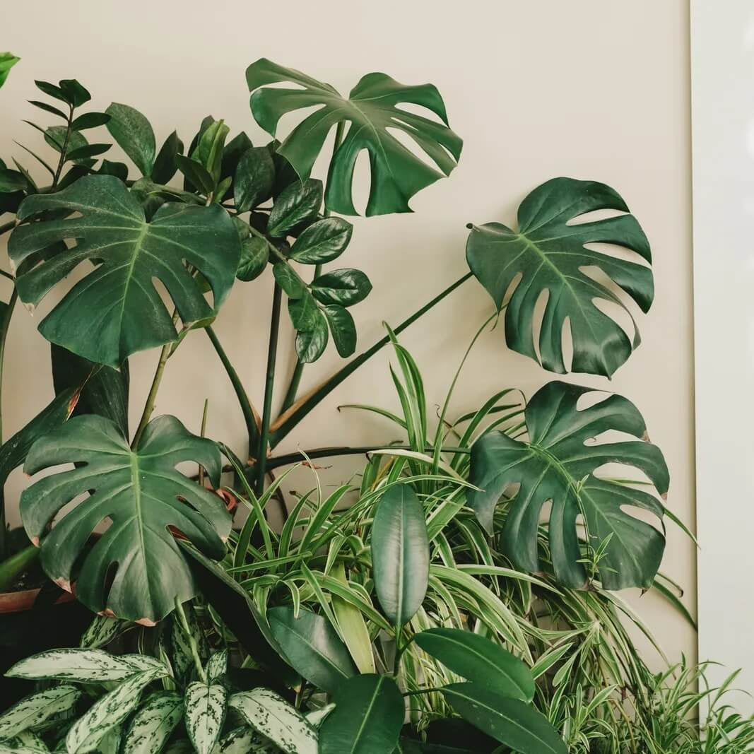 Monstera Seeds 